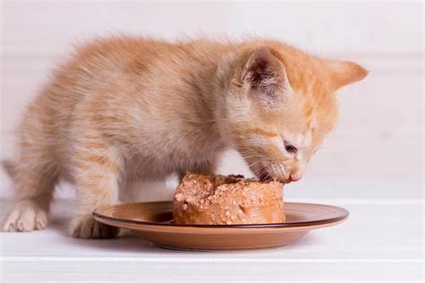 At What Age Can Kittens Eat Adult Food: A Whisker Away from Culinary Independence