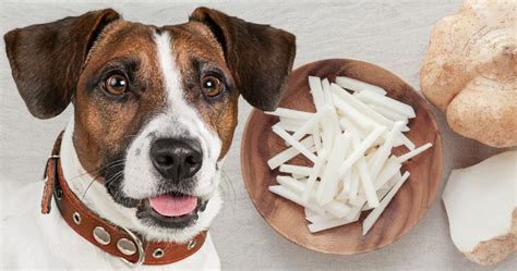 Can Dogs Eat Jicama Fruit? Exploring the Crunchy Conundrum of Canine Diets