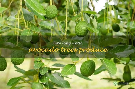 How Long Before Avocado Trees Bear Fruit: A Journey Through Time and Patience