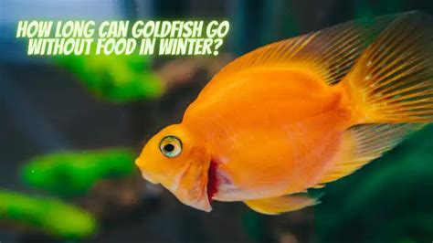 How Long Can Goldfish Survive Without Food: A Dive into the Unpredictable World of Aquatic Survival