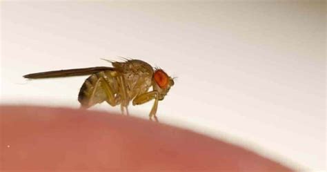 Is a Gnat a Fruit Fly? Exploring the Intricacies of Tiny Winged Creatures