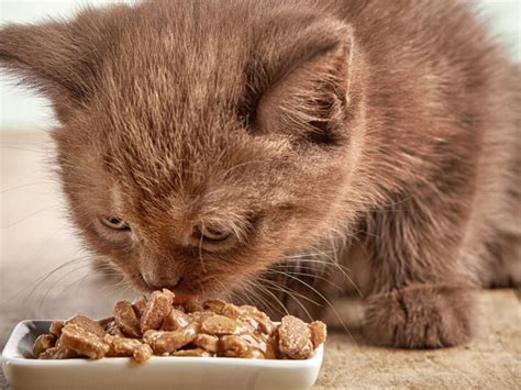 When Can Kittens Start Eating Adult Food: A Journey Through Feline Nutrition and Beyond